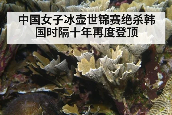 中国女子冰壶世锦赛绝杀韩国时隔十年再度登顶